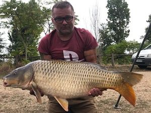 Common Carp