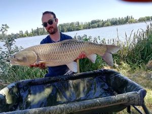 Grass Carp