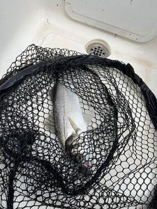 European Bass (Seabass)