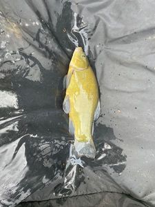 Tench