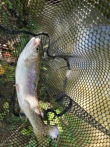 Rainbow Trout