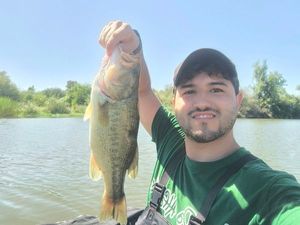 Largemouth Bass