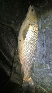 Silver Carp