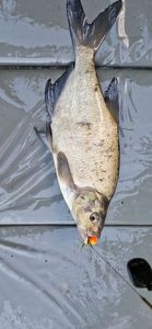 Common Bream