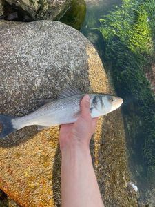 European Bass (Seabass)