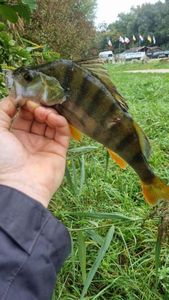 European Perch