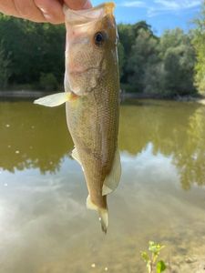 Largemouth Bass