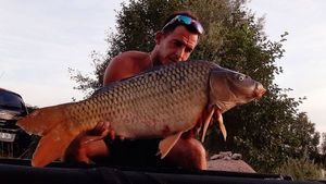 Common Carp