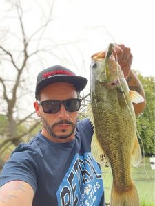 Largemouth Bass