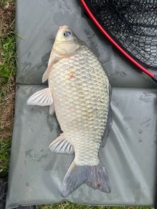 Crucian Carp
