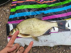 Common Bream