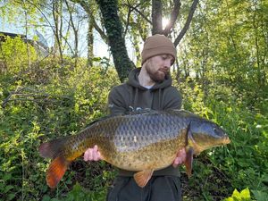 Common Carp