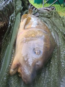 Mirror Carp