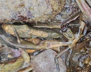 Norway Lobster