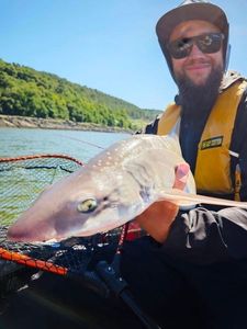 Starry Smooth-Hound