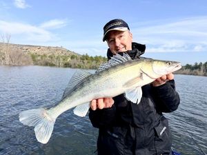 Zander