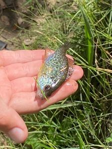 Green Sunfish