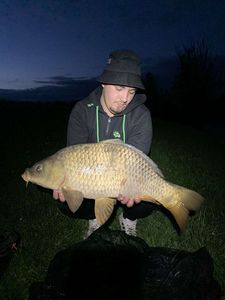 Common Carp