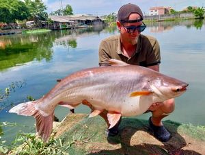 Pangasius