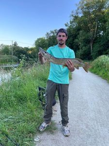 Northern Pike