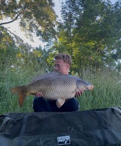 Common Carp