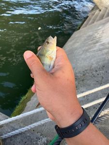 European Perch