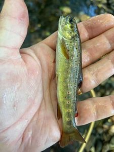Brown Trout