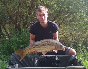 Common Carp