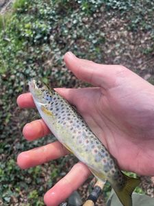 Brown Trout