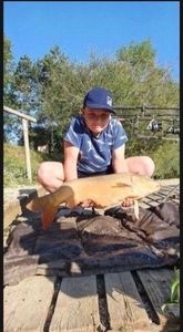 Mirror Carp