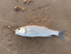European Bass (Seabass) caught by François BARBEAU