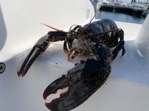 European Lobster