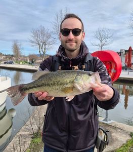 Largemouth Bass