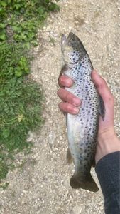 Brown Trout