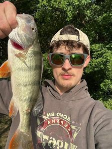 European Perch