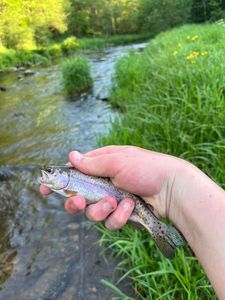 Rainbow Trout