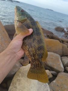 Ballan Wrasse