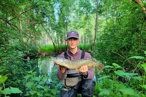 Northern Pike