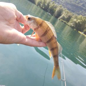 European Perch