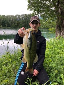 Largemouth Bass