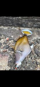 Bluespotted seabass