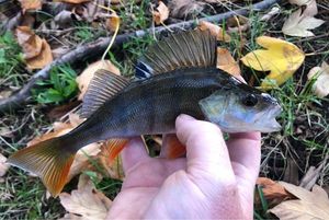 European Perch