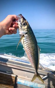 Mediterranean Horse Mackerel