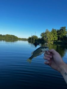 Largemouth Bass