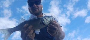 European Bass (Seabass)