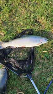 Rainbow Trout