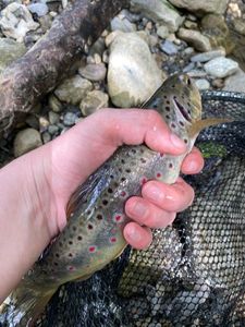 Brown Trout