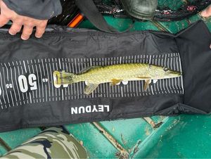 Northern Pike