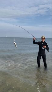 European Bass (Seabass)