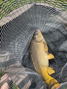 Leather Carp